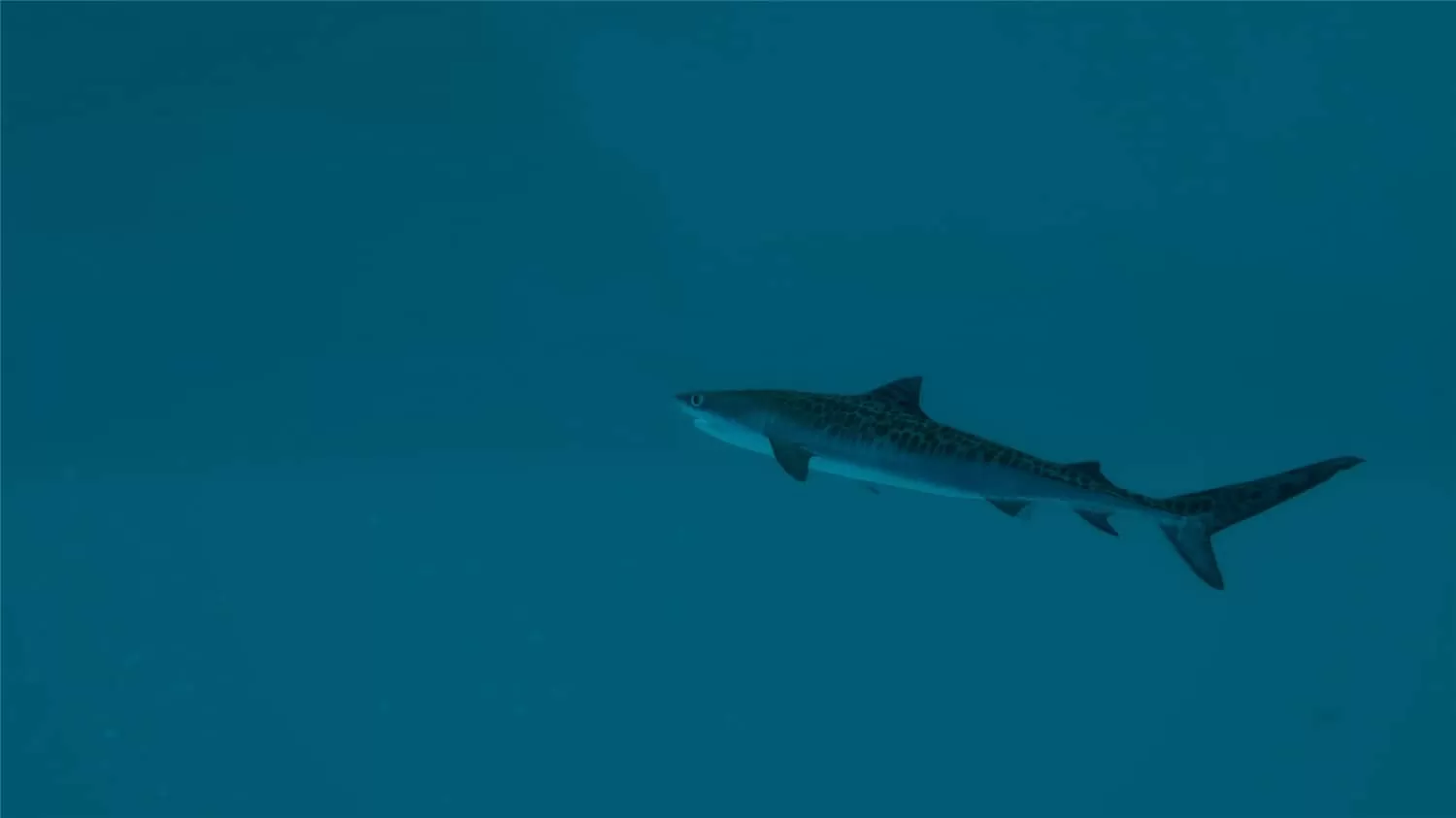 《终极钓鱼模拟器2》中文版